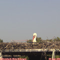 16_10-mast.jpg