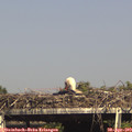 16_15-mast.jpg