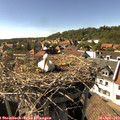 16_20-nest.jpg