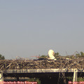 16_25-mast.jpg