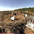16_25-nest.jpg