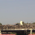 16_30-mast.jpg