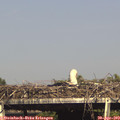 16_35-mast.jpg