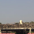 16_40-mast.jpg