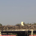 16_50-mast.jpg