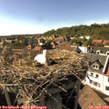 16_50-nest.jpg