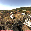 17_00-nest.jpg