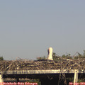 17_15-mast.jpg