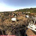 17_15-nest.jpg