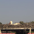 17_20-mast.jpg