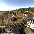 17_20-nest.jpg