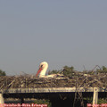 17_25-mast.jpg
