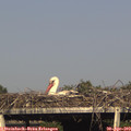 17_30-mast.jpg