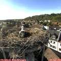 17_55-nest.jpg