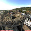 18_00-nest.jpg