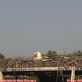 18_05-mast.jpg