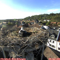 18_05-nest.jpg