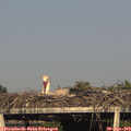 18_10-mast.jpg
