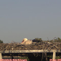 18_15-mast.jpg