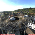 18_20-nest.jpg