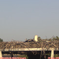18_25-mast.jpg