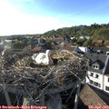 18_25-nest.jpg