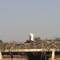 18_30-mast.jpg