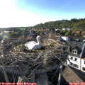 18_30-nest.jpg