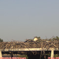 18_35-mast.jpg