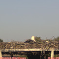 18_40-mast.jpg