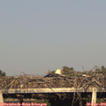 18_45-mast.jpg
