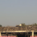 18_50-mast.jpg