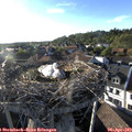 18_50-nest.jpg