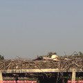 18_55-mast.jpg