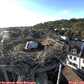 18_55-nest.jpg