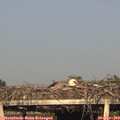 19_00-mast.jpg