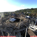 19_00-nest.jpg