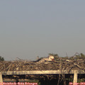 19_05-mast.jpg