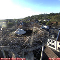 19_05-nest.jpg