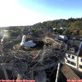 19_10-nest.jpg