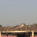 19_15-mast.jpg