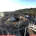19_15-nest.jpg
