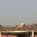 19_20-mast.jpg
