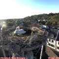 19_20-nest.jpg