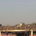 19_25-mast.jpg