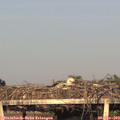 19_30-mast.jpg