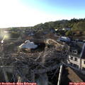 19_30-nest.jpg