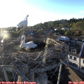 19_35-nest.jpg