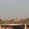 19_40-mast.jpg