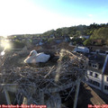 19_40-nest.jpg